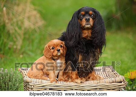 Cavalier King Charles Spaniel, black-and-tan and ruby, bitch and puppy, 6 weeks, sitting on basket View Large Photo Image Stock Image - Cavalier King Charles Spaniel, black-and-tan and ruby, bitch and puppy, 6 weeks, sitting on basket. Fotosearch