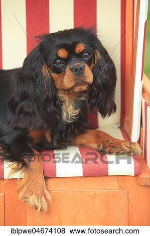 Cavalier King Charles Spaniel, black-and-tan, female, lying in red-white beach chair, animal portrait View Large Photo Image Stock Photo - Cavalier King Charles Spaniel, black-and-tan, female, lying in red-white beach chair, animal portrait. Fotosearch