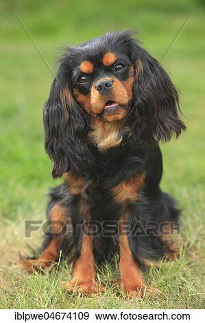 Cavalier King Charles Spaniel, black-and-tan, female, sitting in meadow View Large Photo Image Stock Photo - Cavalier King Charles Spaniel, black-and-tan, female, sitting in meadow. Fotosearch