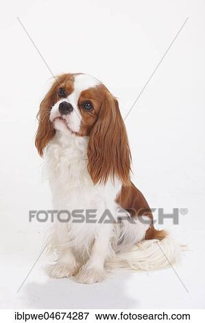 Stock Photo - Cavalier King Charles Spaniel, Blenheim, white-brown, female, sitting. Fotosearch