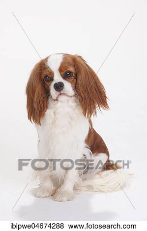Stock Photo - Cavalier King Charles Spaniel, Blenheim, white-brown, female, sitting. Fotosearch