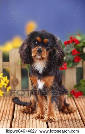 Stock Photo - Cavalier King Charles Spaniel, black-and-tan, female, 6 months, young dog, flowers in the background. Fotosearch