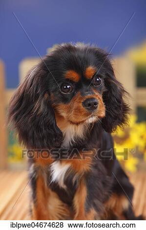 Cavalier King Charles Spaniel, black-and-tan, female, 6 months, young dog, animal portrait, flowers in the background View Large Photo Image Stock Photo - Cavalier King Charles Spaniel, black-and-tan, female, 6 months, young dog, animal portrait, flowers in the background. Fotosearch
