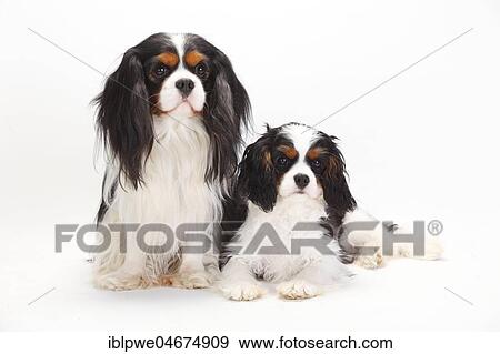 Stock Photo - Cavalier King Charles Spaniel, tricolour, with puppy, 5 months, sitting. Fotosearch