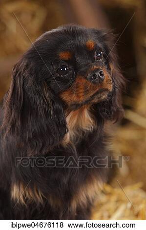 Stock Photo - Cavalier King Charles Spaniel, schwarz-weiß, 6 Monate, animal portrait. Fotosearch