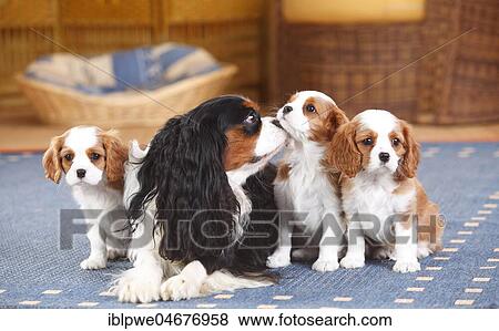 Cavalier King Charles Spaniel, tricolour, bitch with three puppies, Blenheim white-brown, 8 weeks, lying on carpet in the living room View Large Photo Image Stock Photo - Cavalier King Charles Spaniel, tricolour, bitch with three puppies, Blenheim white-brown, 8 weeks, lying on carpet in the living room. Fotosearch