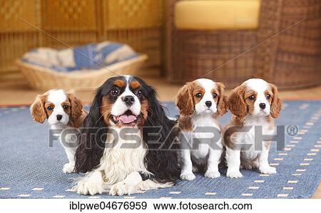 Cavalier King Charles Spaniel, tricolour, bitch with three puppies, Blenheim white-brown, 8 weeks, lying on carpet in the living room View Large Photo Image Stock Photo - Cavalier King Charles Spaniel, tricolour, bitch with three puppies, Blenheim white-brown, 8 weeks, lying on carpet in the living room. Fotosearch