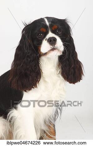 Cavalier King Charles Spaniel, tricolour, young male, 14 months, animal portrait View Large Photo Image Stock Photograph - Cavalier King Charles Spaniel, tricolour, young male, 14 months, animal portrait. Fotosearch