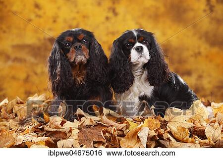 Stock Photograph - Cavalier King Charles Spaniel, black-and-tan and tricolour, two dogs sitting in autumn leaves. Fotosearch
