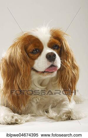 Cavalier King Charles Spaniel, Blenheim, white-brown, animal portrait, lying, white background View Large Photo Image Stock Photography - Cavalier King Charles Spaniel, Blenheim, white-brown, animal portrait, lying, white background. Fotosearch