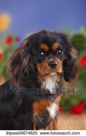 Stock Photography - Cavalier King Charles Spaniel, black-and-tan, female, 6 months, young dog, animal portrait, flowers in the background. Fotosearch