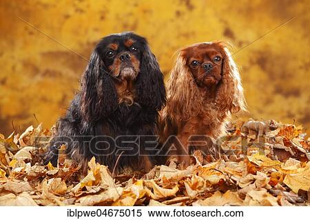 Stock Photography - Cavalier King Charles Spaniel, black-and-tan and ruby, two dogs sitting in autumn leaves. Fotosearch