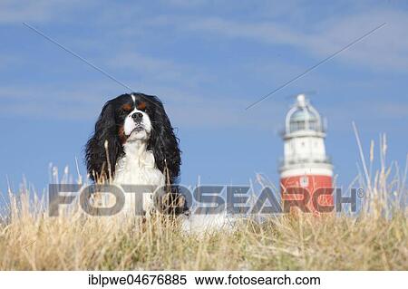 Cavalier King Charles Spaniel, tricolour, male, sitting in meadow, behind Lighthouse Eierland, Texel, Netherlands View Large Photo Image Stock Photography - Cavalier King Charles Spaniel, tricolour, male, sitting in meadow, behind Lighthouse Eierland, Texel, Netherlands. Fotosearch