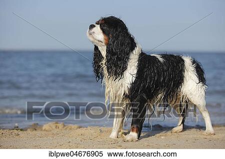 Cavalier King Charles Spaniel, tricolour, male with wet fur standing on the beach, Texel, Netherlands View Large Photo Image Stock Photography - Cavalier King Charles Spaniel, tricolour, male with wet fur standing on the beach, Texel, Netherlands. Fotosearch