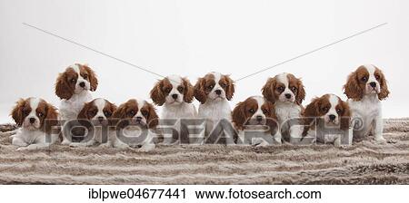 Cavalier King Charles Spaniel, ten puppies, Blenheim white-brown, 10 weeks, group of animals, many dogs sitting next to each other View Large Photo Image Stock Image - Cavalier King Charles Spaniel, ten puppies, Blenheim white-brown, 10 weeks, group of animals, many dogs sitting next to each other. Fotosearch