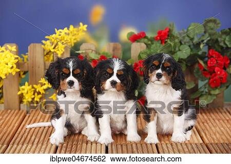 Cavalier King Charles Spaniel, three puppies sitting side by side, tricolour, 9 weeks, flowers in the background View Large Photo Image Stock Image - Cavalier King Charles Spaniel, three puppies sitting side by side, tricolour, 9 weeks, flowers in the background. Fotosearch