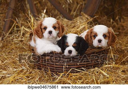 Cavalier King Charles Spaniel, three puppies, tricolour and Blenheim white-brown, 7 weeks, lying in a wicker basket in straw View Large Photo Image Stock Image - Cavalier King Charles Spaniel, three puppies, tricolour and Blenheim white-brown, 7 weeks, lying in a wicker basket in straw. Fotosearch