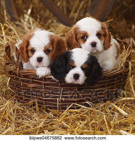 Cavalier King Charles Spaniel, three puppies, tricolour and Blenheim white-brown, 7 weeks, lying in a wicker basket in straw View Large Photo Image Stock Image - Cavalier King Charles Spaniel, three puppies, tricolour and Blenheim white-brown, 7 weeks, lying in a wicker basket in straw. Fotosearch