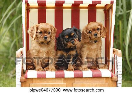 Cavalier King Charles Spaniel, three puppies, black-and-tan and ruby, 9 weeks, sitting in beach chair View Large Photo Image Stock Image - Cavalier King Charles Spaniel, three puppies, black-and-tan and ruby, 9 weeks, sitting in beach chair. Fotosearch