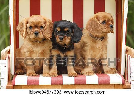 Stock Image - Cavalier King Charles Spaniel, three puppies, black-and-tan and ruby, 9 weeks, sitting in beach chair. Fotosearch