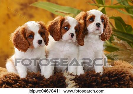 Stock Image - Cavalier King Charles Spaniel, three puppies, 10 weeks, sitting on coat. Fotosearch