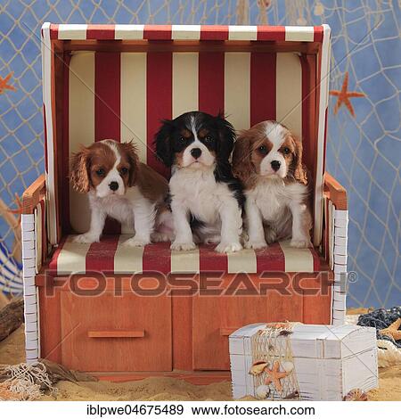 Cavalier King Charles Spaniel, three puppies, Blenheim, white-brown, 9 weeks, sitting in beach chair View Large Photo Image Stock Photo - Cavalier King Charles Spaniel, three puppies, Blenheim, white-brown, 9 weeks, sitting in beach chair. Fotosearch