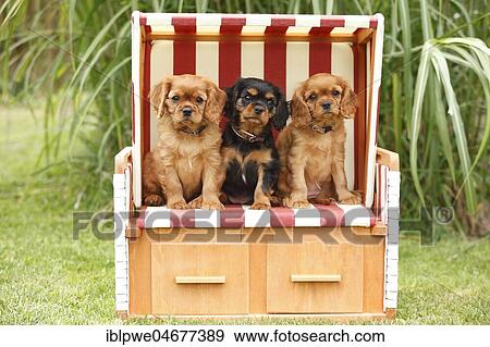 Stock Photo - Cavalier King Charles Spaniel, three puppies, black-and-tan and ruby, 9 weeks, sitting in beach chair. Fotosearch