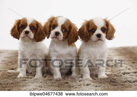 Cavalier King Charles Spaniel, three puppies, Blenheim, 10 weeks, sitting next to each other View Large Photo Image Stock Photo - Cavalier King Charles Spaniel, three puppies, Blenheim, 10 weeks, sitting next to each other. Fotosearch