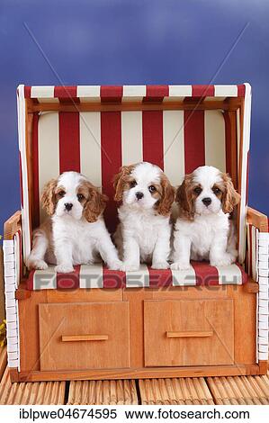Cavalier King Charles Spaniel, three puppies, Blenheim, white-brown, 8 weeks, in red and white striped wicker beach chair View Large Photo Image Stock Photography - Cavalier King Charles Spaniel, three puppies, Blenheim, white-brown, 8 weeks, in red and white striped wicker beach chair. Fotosearch