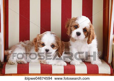 Picture - Cavalier King Charles Spaniel, two puppies, Blenheim, white-brown, 8 weeks, in red and white striped wicker beach chair. Fotosearch