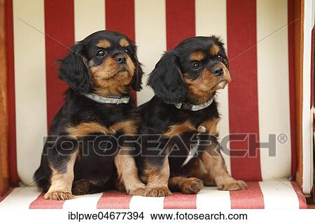 Picture - Cavalier King Charles Spaniel, two puppies, black-and-tan, 8 weeks, sitting in beach chair. Fotosearch
