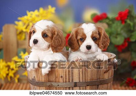 Stock Image - Cavalier King Charles Spaniel, two puppies, Blenheim, white-brown, 6 weeks in wooden tub, flowers in the background. Fotosearch