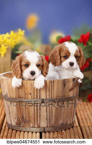 Cavalier King Charles Spaniel, two puppies, Blenheim, white-brown, 6 weeks in wooden tub, flowers in the background View Large Photo Image Stock Image - Cavalier King Charles Spaniel, two puppies, Blenheim, white-brown, 6 weeks in wooden tub, flowers in the background. Fotosearch