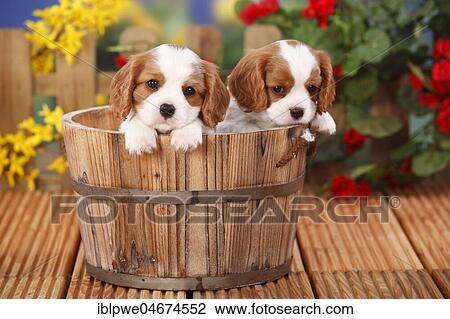 Stock Image - Cavalier King Charles Spaniel, two puppies, Blenheim, white-brown, 6 weeks in wooden tub, flowers in the background. Fotosearch