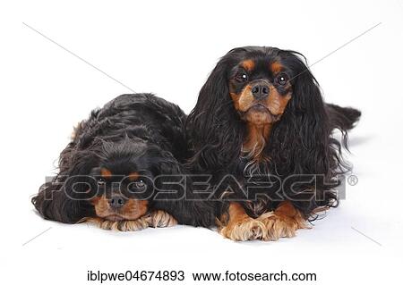 Cavalier King Charles Spaniel, two bitches, black-and-tan, lying, white background View Large Photo Image Stock Image - Cavalier King Charles Spaniel, two bitches, black-and-tan, lying, white background. Fotosearch