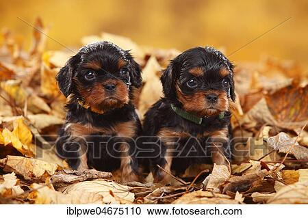 Stock Image - Cavalier King Charles Spaniel, two puppies, black-and-tan, 5 weeks, sitting in autumn leaves. Fotosearch