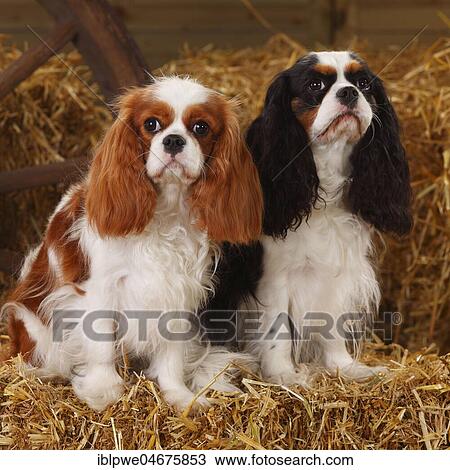 Stock Image - Cavalier King Charles Spaniel, two bitches, Blenheim white-brown and tricolour, sitting next to each other in straw. Fotosearch