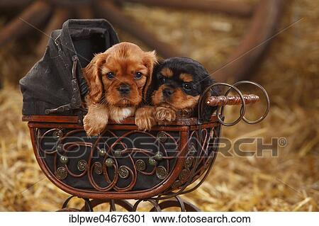 Stock Image - Cavalier King Charles Spaniel, two puppies, ruby and black-and-tan, 7 weeks, lying in doll pram. Fotosearch