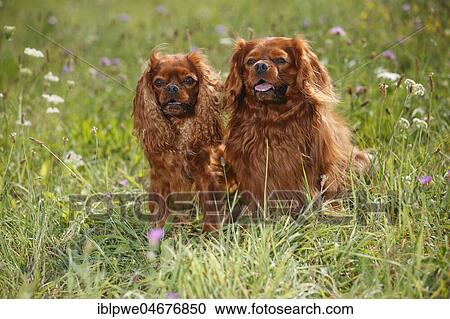 Cavalier-King-Charles-Spaniel, two males, ruby, sitting in meadow View Large Photo Image Stock Image - Cavalier-King-Charles-Spaniel, two males, ruby, sitting in meadow. Fotosearch