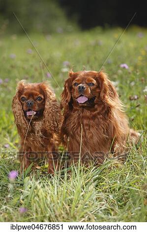 Stock Image - Cavalier-King-Charles-Spaniel, two males, ruby, sitting in meadow. Fotosearch