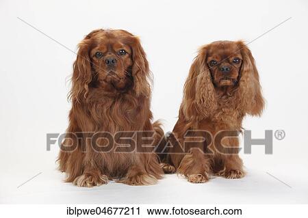 Cavalier King Charles Spaniel, two males, ruby, sitting View Large Photo Image Stock Image - Cavalier King Charles Spaniel, two males, ruby, sitting. Fotosearch