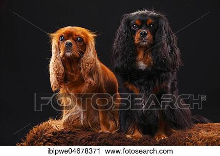 Cavalier King Charles Spaniel, two bitches sitting next to each other, ruby and black-and-tan View Large Photo Image Stock Image - Cavalier King Charles Spaniel, two bitches sitting next to each other, ruby and black-and-tan. Fotosearch