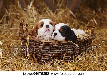 Cavalier King Charles Spaniel, two puppies, tricolour and Blenheim white-brown, 7 weeks, lying in a wicker basket in straw View Large Photo Image Stock Photo - Cavalier King Charles Spaniel, two puppies, tricolour and Blenheim white-brown, 7 weeks, lying in a wicker basket in straw. Fotosearch