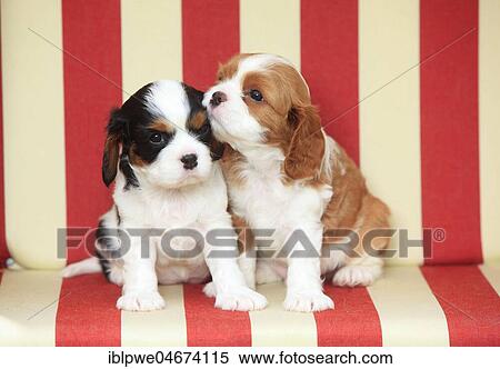 Stock Photography - Cavalier King Charles Spaniel, two puppies, tricolour, 5 weeks, sitting in beach chair. Fotosearch