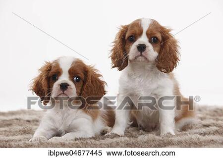 Cavalier King Charles Spaniel, two puppies, Blenheim, 10 weeks, on carpet View Large Photo Image Stock Photography - Cavalier King Charles Spaniel, two puppies, Blenheim, 10 weeks, on carpet. Fotosearch