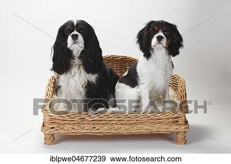 Stock Photo - Cavalier King Charles Spaniel with puppy, tricolour, 5 months, sitting on dog sofa, sofa. Fotosearch