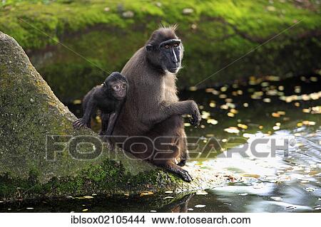 Picture - Celebes crested macaque (Macaca nigra), mother with young, rock, water, captive, Singapore, Southeast Asia, Asia. Fotosearch