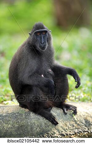 Celebes crested macaque (Macaca nigra), female, adult, captive, Singapore, Southeast Asia, Asia View Large Photo Image Stock Image - Celebes crested macaque (Macaca nigra), female, adult, captive, Singapore, Southeast Asia, Asia. Fotosearch