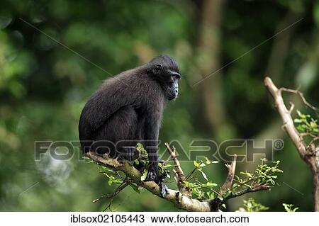 Stock Image - Celebes crested macaque (Macaca nigra), subadult, captive, Singapore, Southeast Asia, Asia. Fotosearch