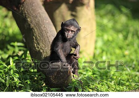 Celebes crested macaque (Macaca nigra), young, captive, Singapore, Southeast Asia, Asia View Large Photo Image Stock Photography - Celebes crested macaque (Macaca nigra), young, captive, Singapore, Southeast Asia, Asia. Fotosearch
